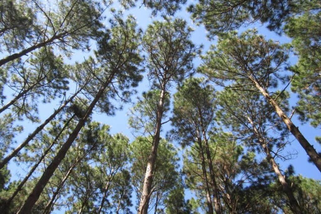 Bangalos Florianópolis Dış mekan fotoğraf